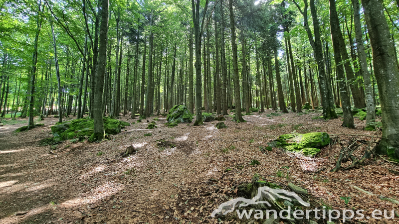 Ostrong von Westen/Gr. Peilstein Abbildung 7