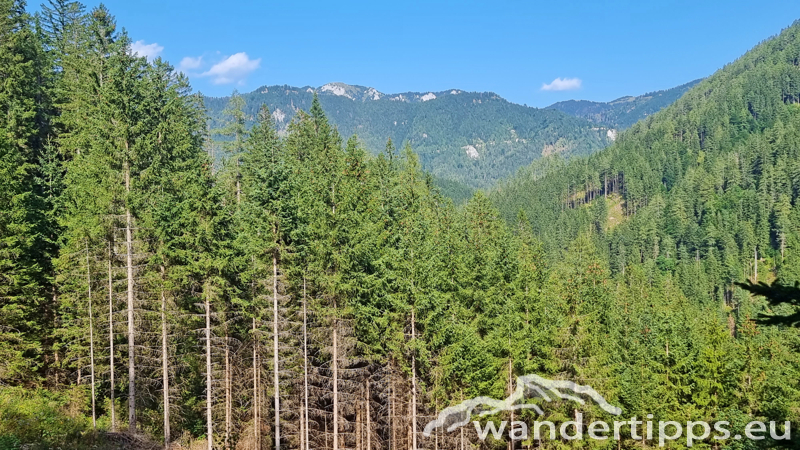 Spielmäuer Abbildung 21