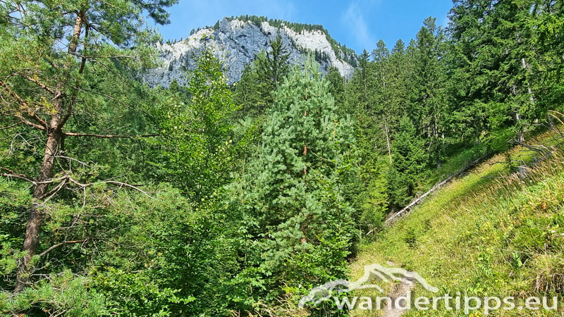 Spielmäuer Abbildung 5