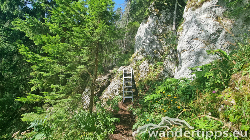 Spielmäuer Abbildung 8