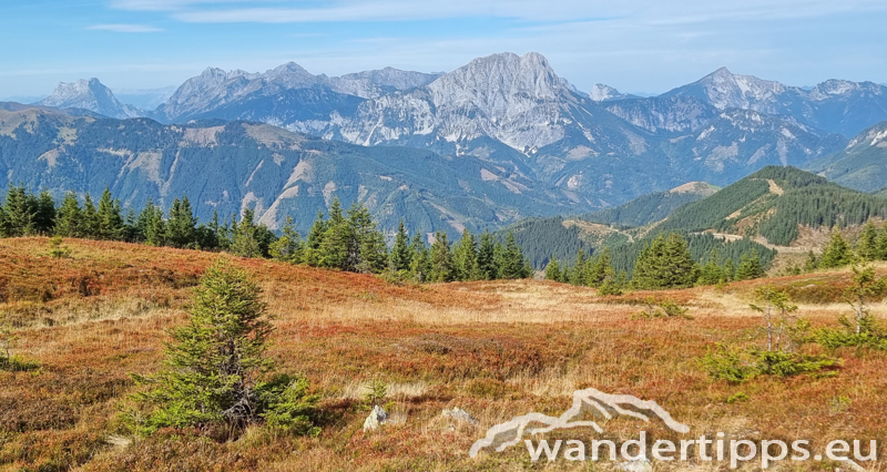 Kragelschinken Abbildung 20