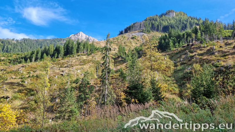 Kragelschinken Abbildung 8