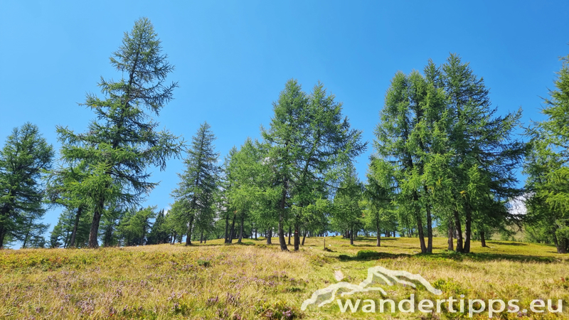 Teuerlnock Abbildung 11