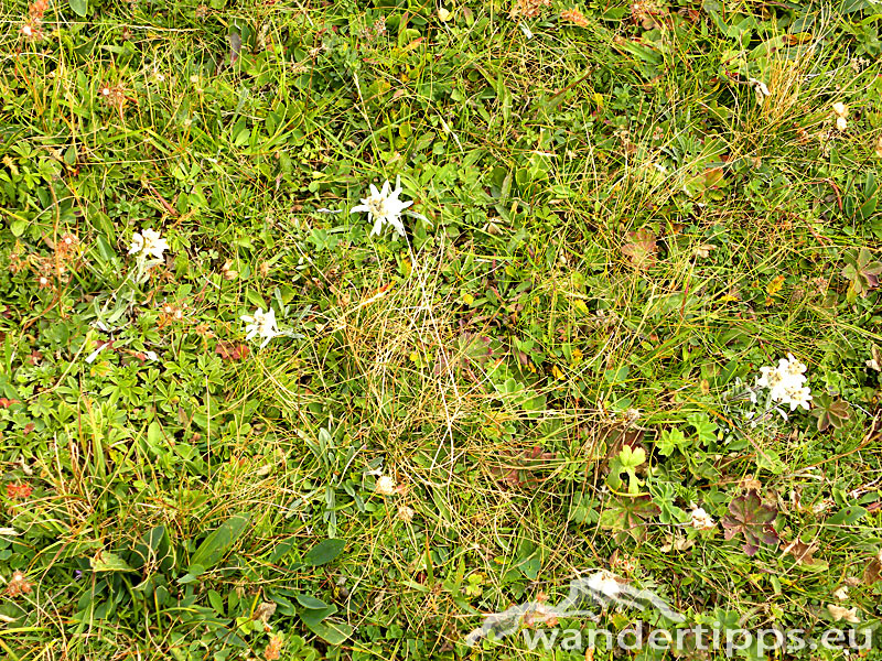 Rax/Jakobskogel Abbildung 9