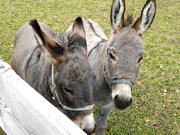 Hofalm/Schnalzstein Abbildung 11