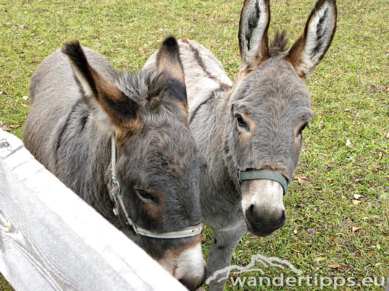 Hofalm/Schnalzstein Abbildung 11