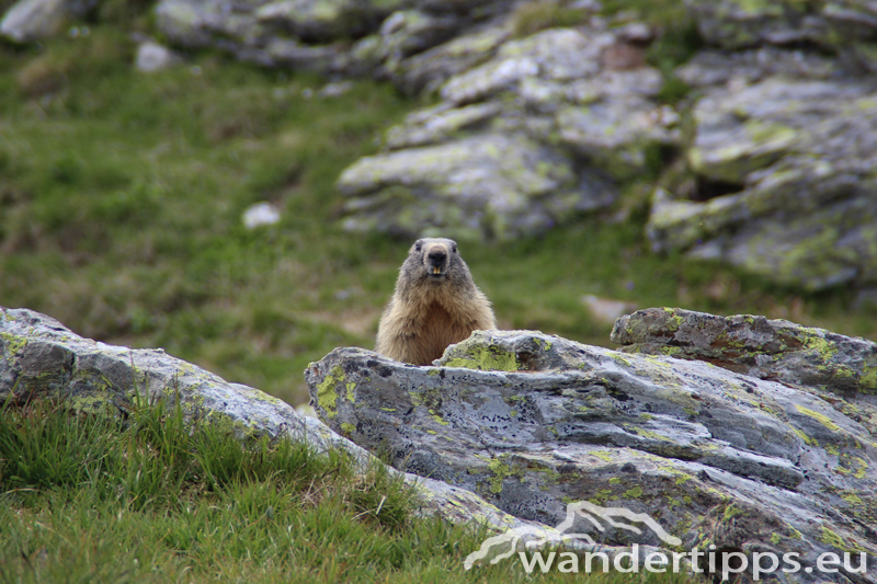 Karnischer Höhenweg - Osttirol