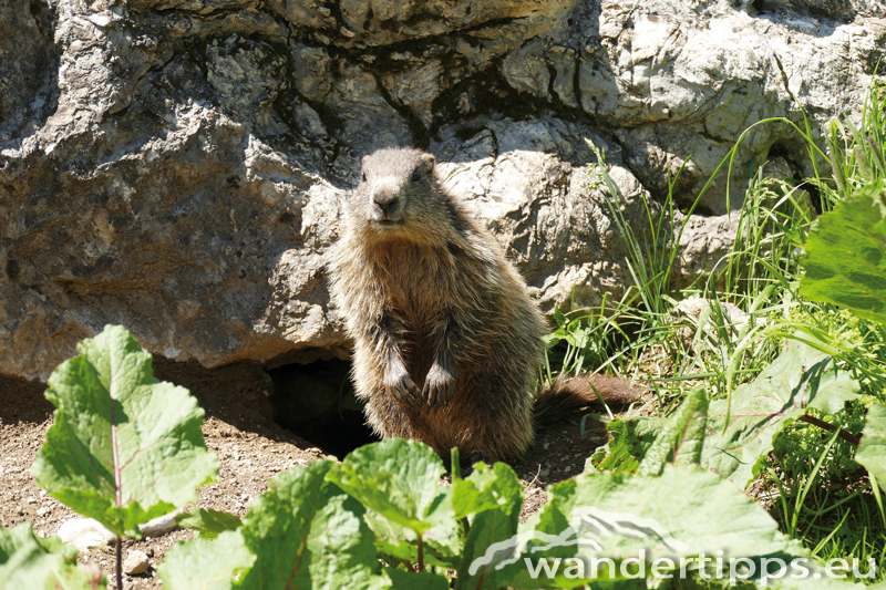 Bürstegg - Vorarlberg